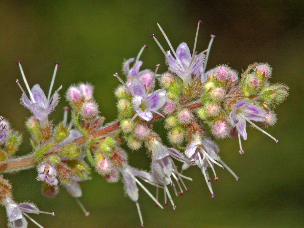 Una piantina davvero modesta - Mentha sp